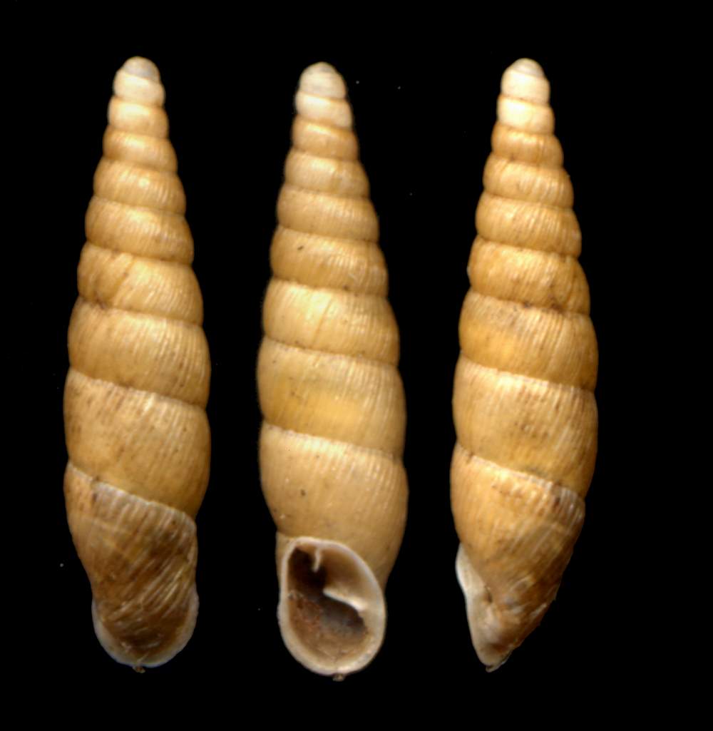 Cocholodina kuesteri